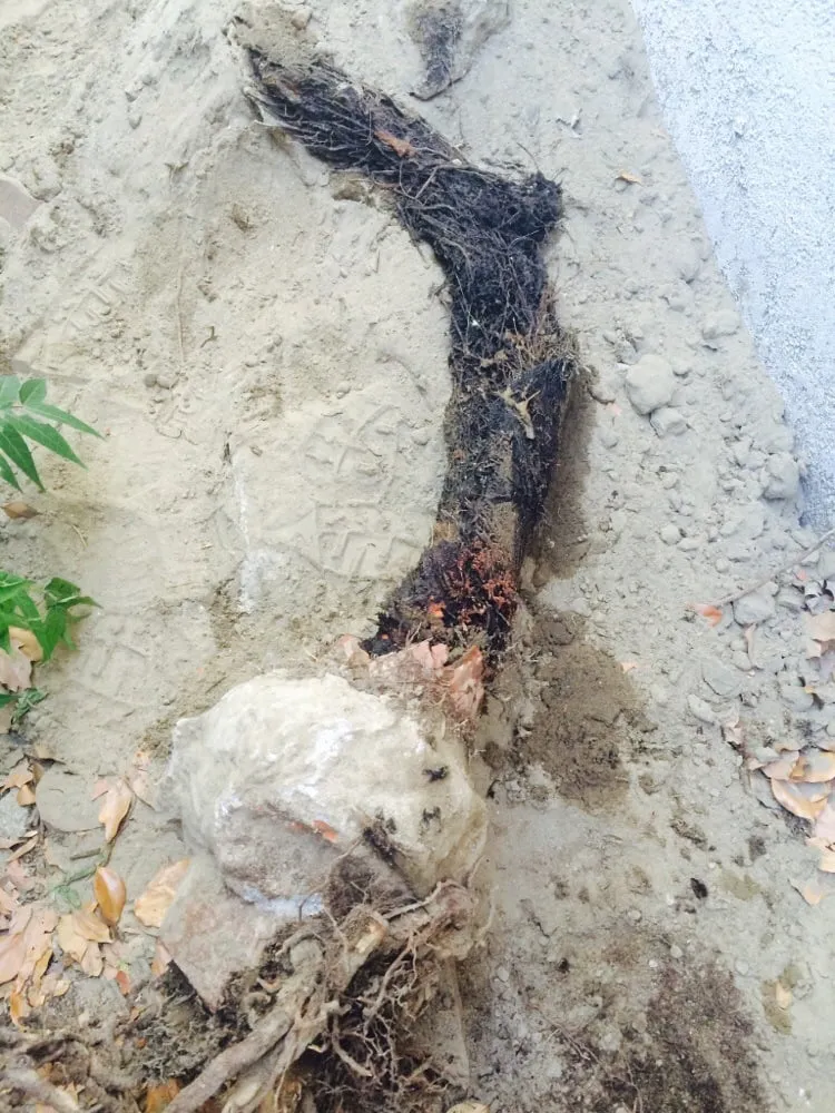 Slide of Rooters & Plumbing On Time