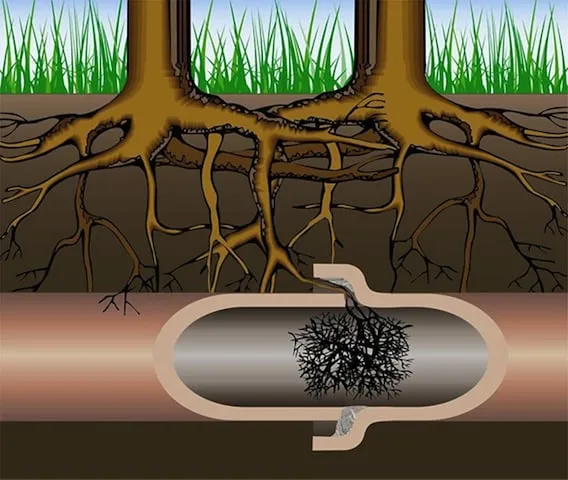 Slide of Roots Be Gone