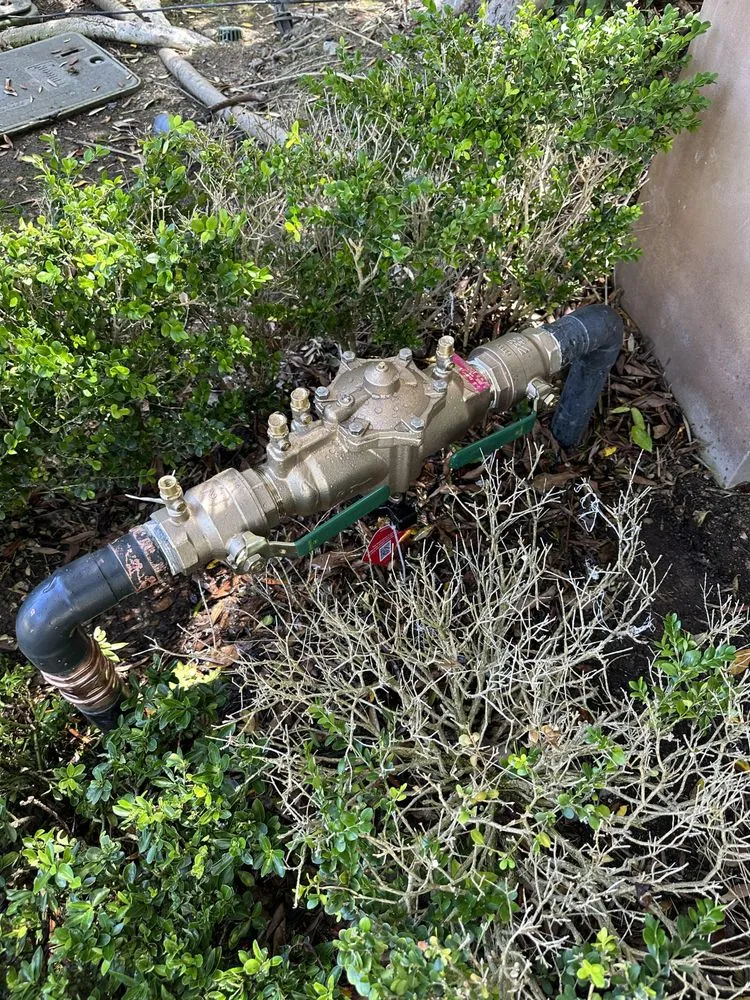 Slide of Rose Backflow