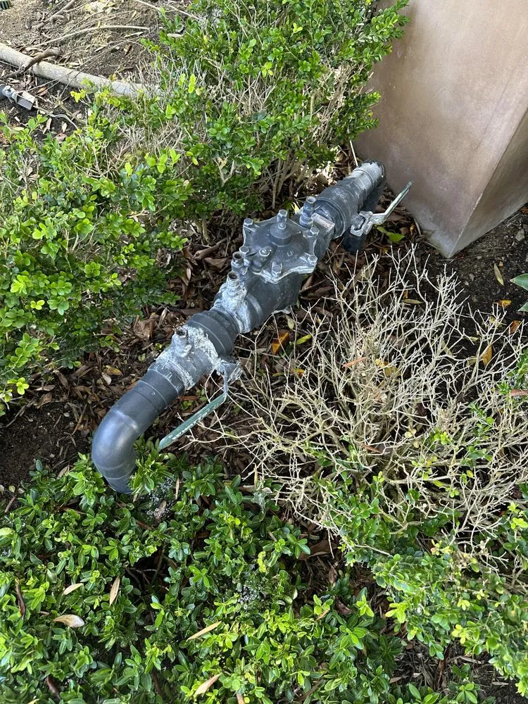 Slide of Rose Backflow