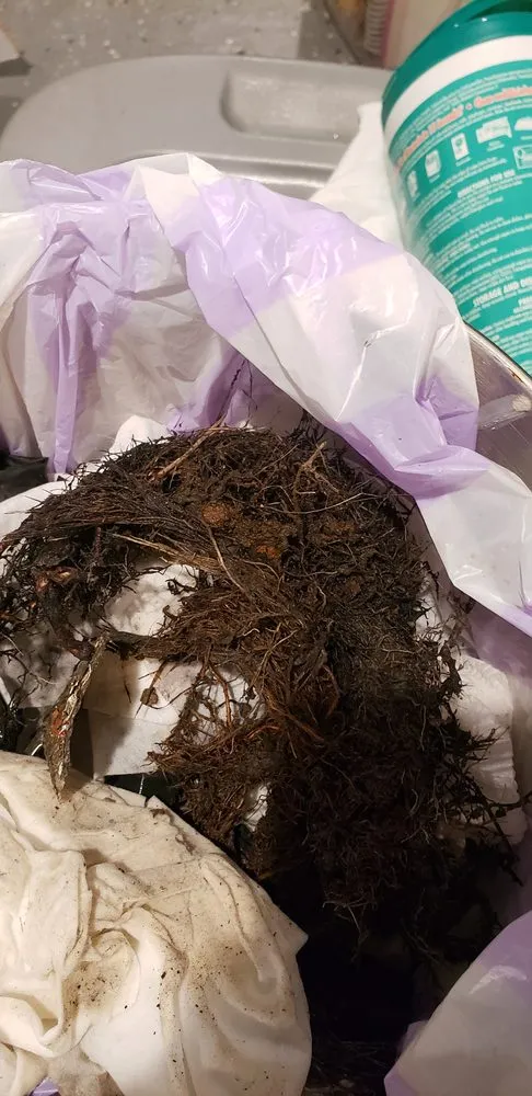 Slide of Roto-Rooter Plumbing & Water Cleanup