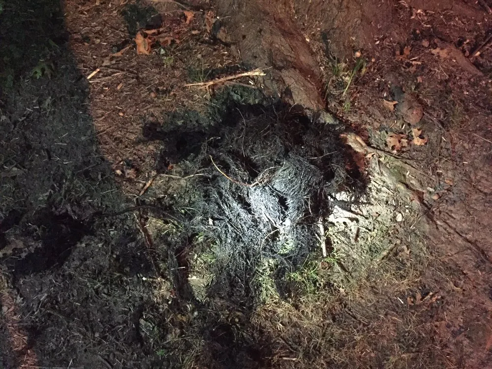 Reliable emergency plumbing service in Saint Charles, MO - Roto-Rooter Plumbing & Water Cleanup