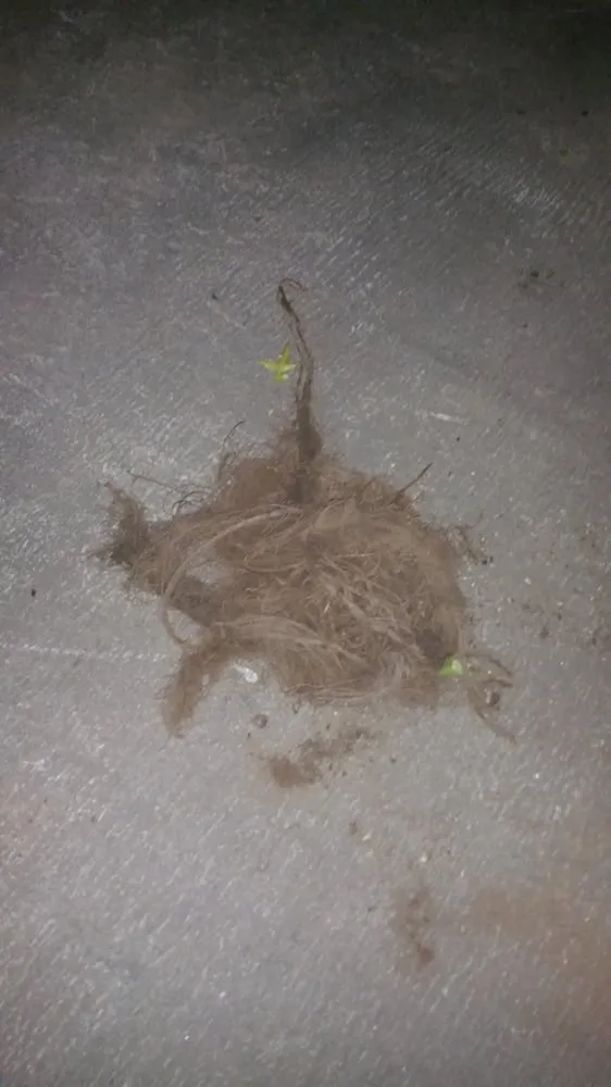 Reliable plumbing repair experts serving Somerset, NJ - Roto-Rooter Plumbing & Water Cleanup