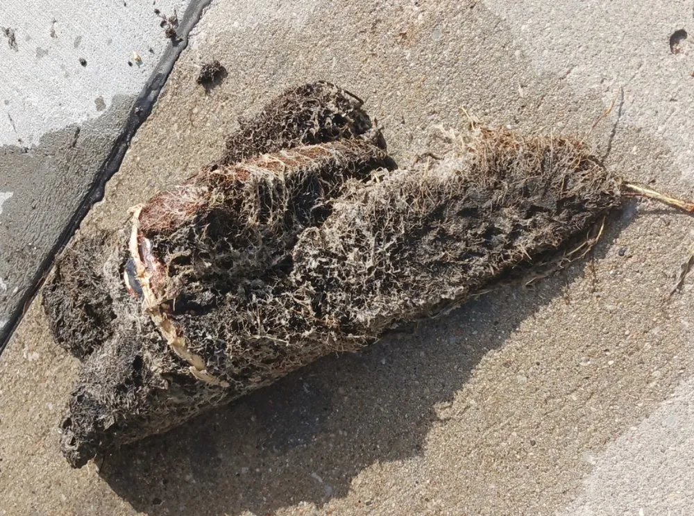 Slide of Royal Rooter