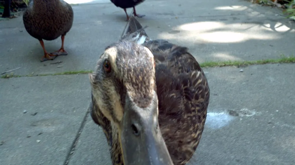 Slide of Sac City Plumbing
