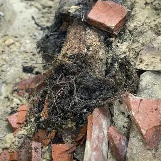 Slide of Sammy Rooter