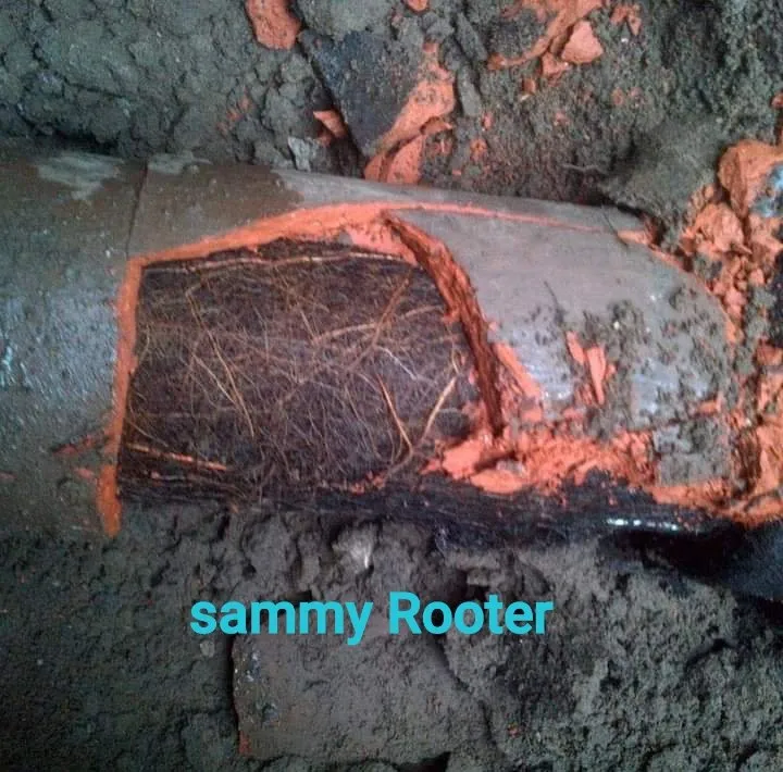 Slide of Sammy Rooter