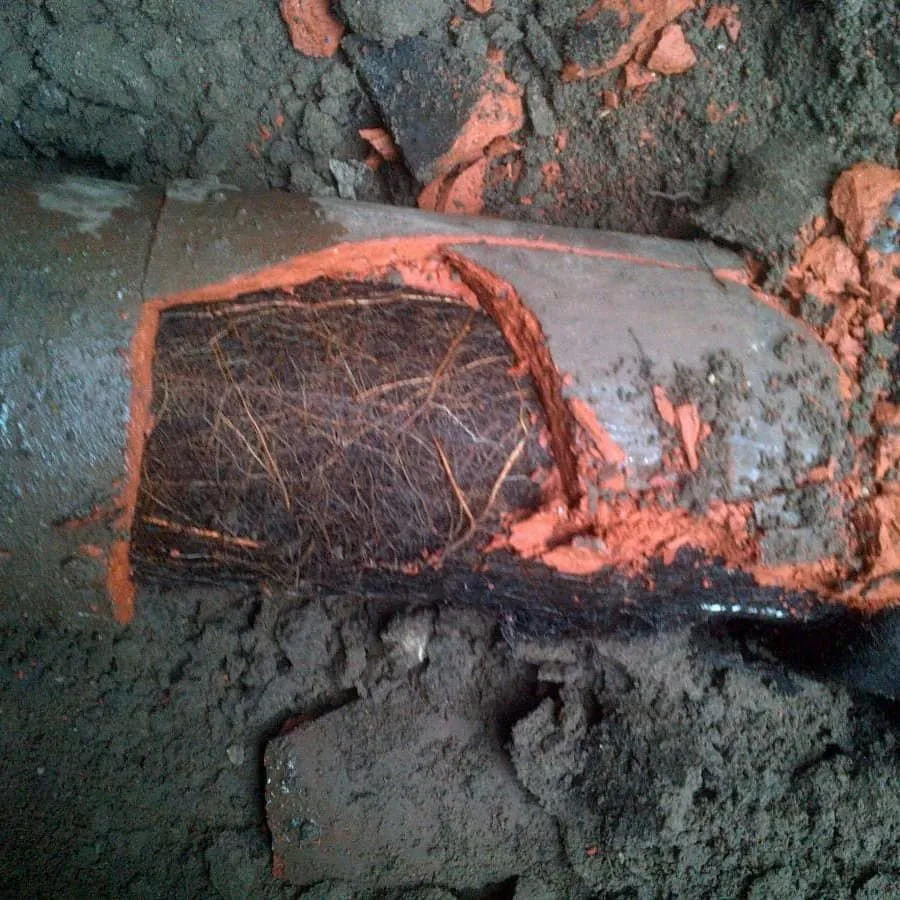 Slide of Sammy Rooter