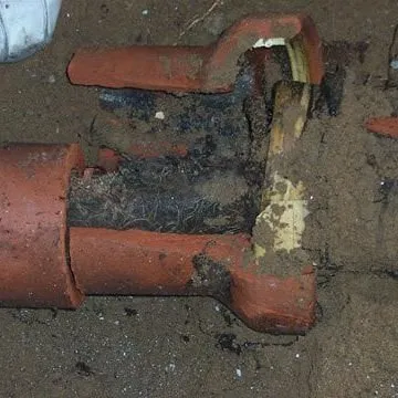 Slide of Sammy Rooter