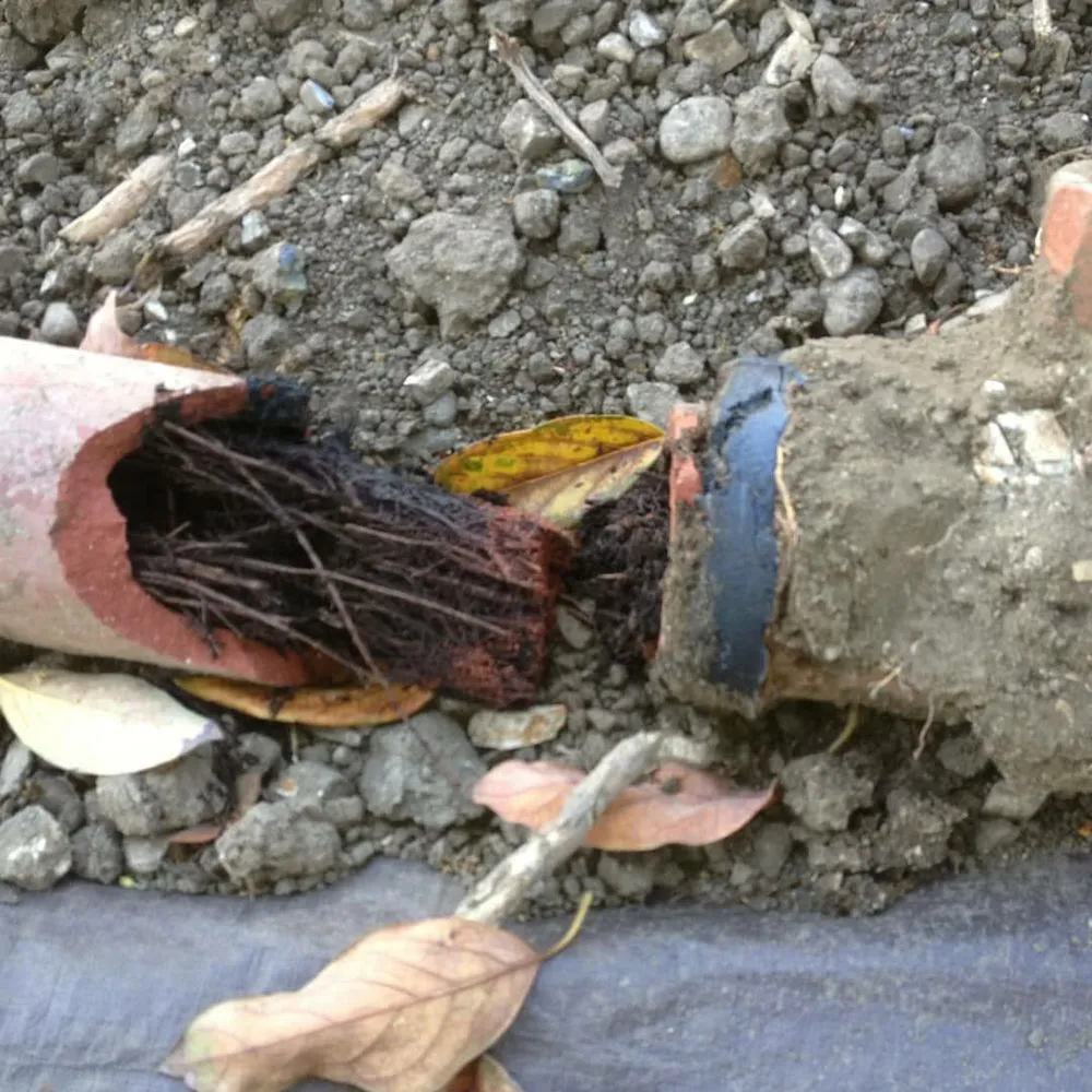 Slide of Sammy Rooter