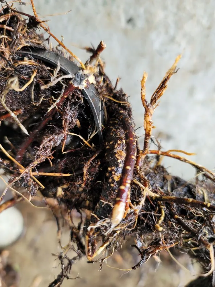 Slide of Saucedo Plumbing And Rooter