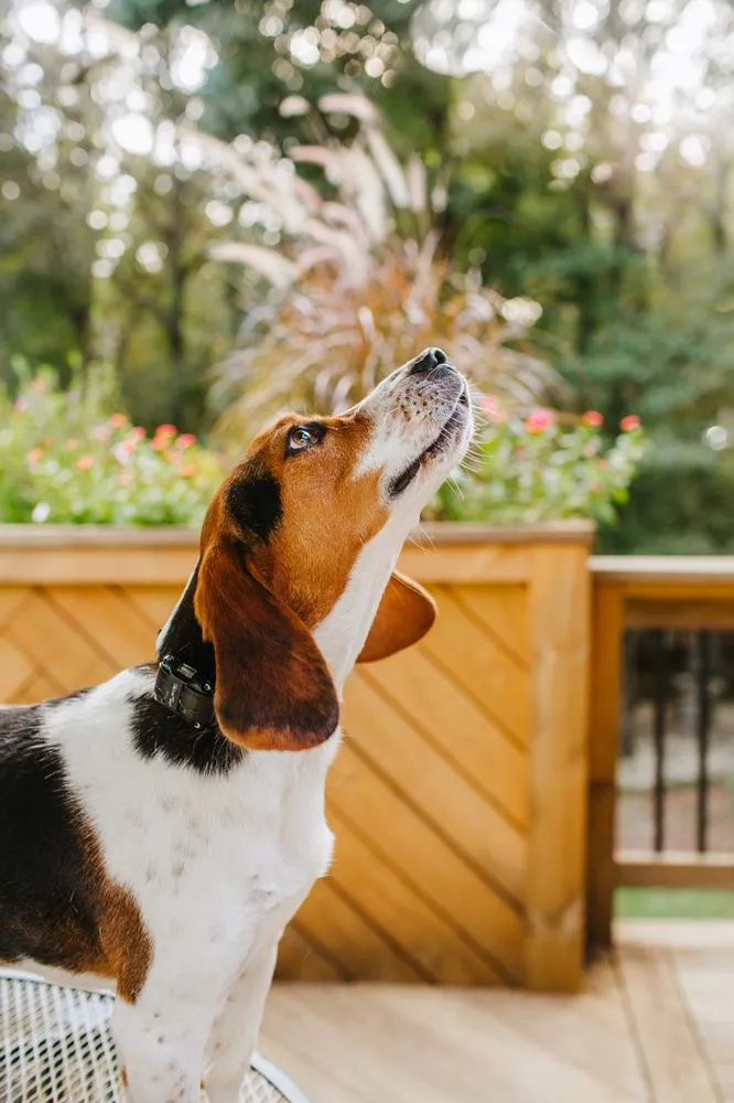 Slide of Scout Home Services