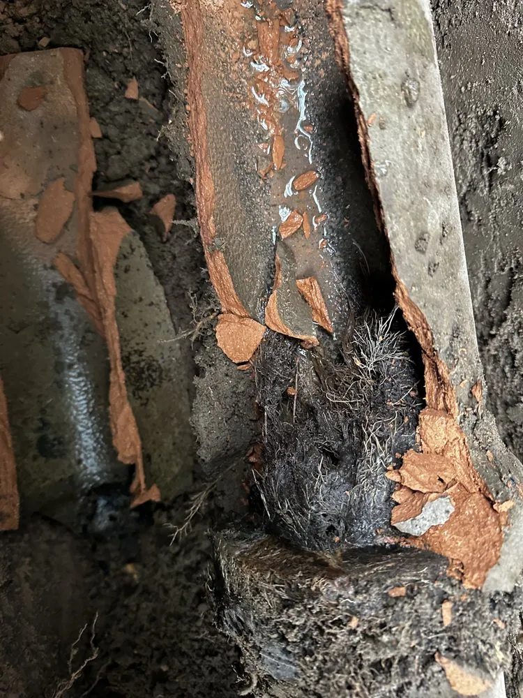 Slide of Selected Rooter