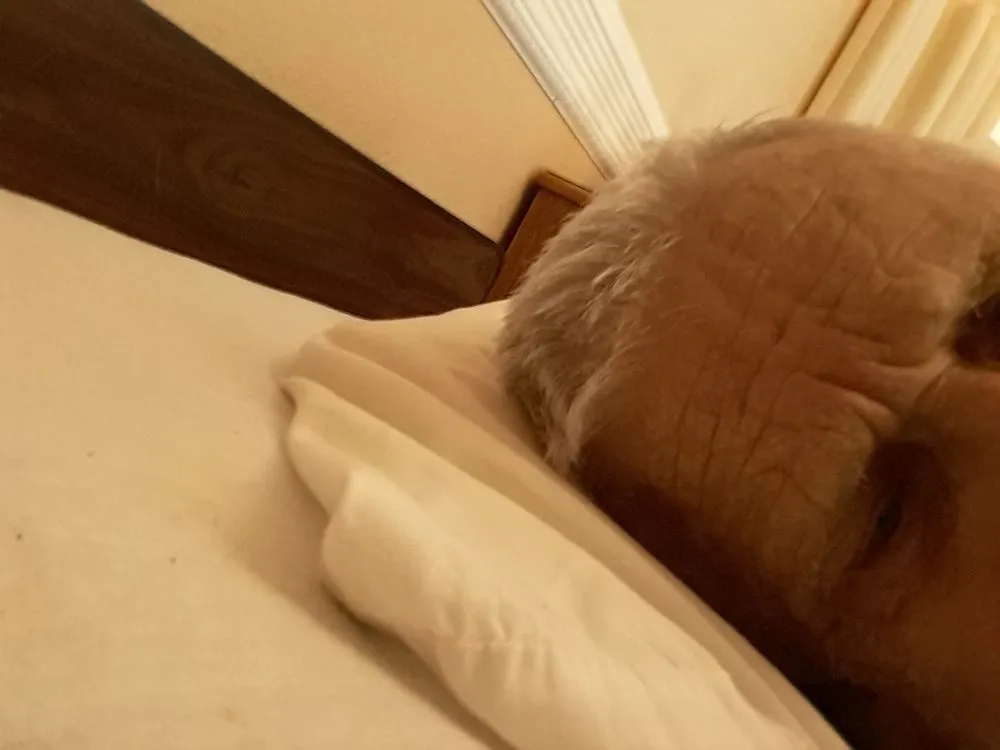 Slide of Septic King