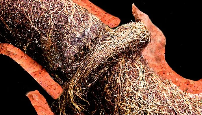 Slide of Sewer Renewal Specialists