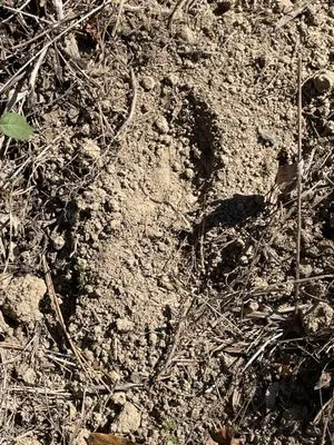 Shade Tree Landscaping Logo