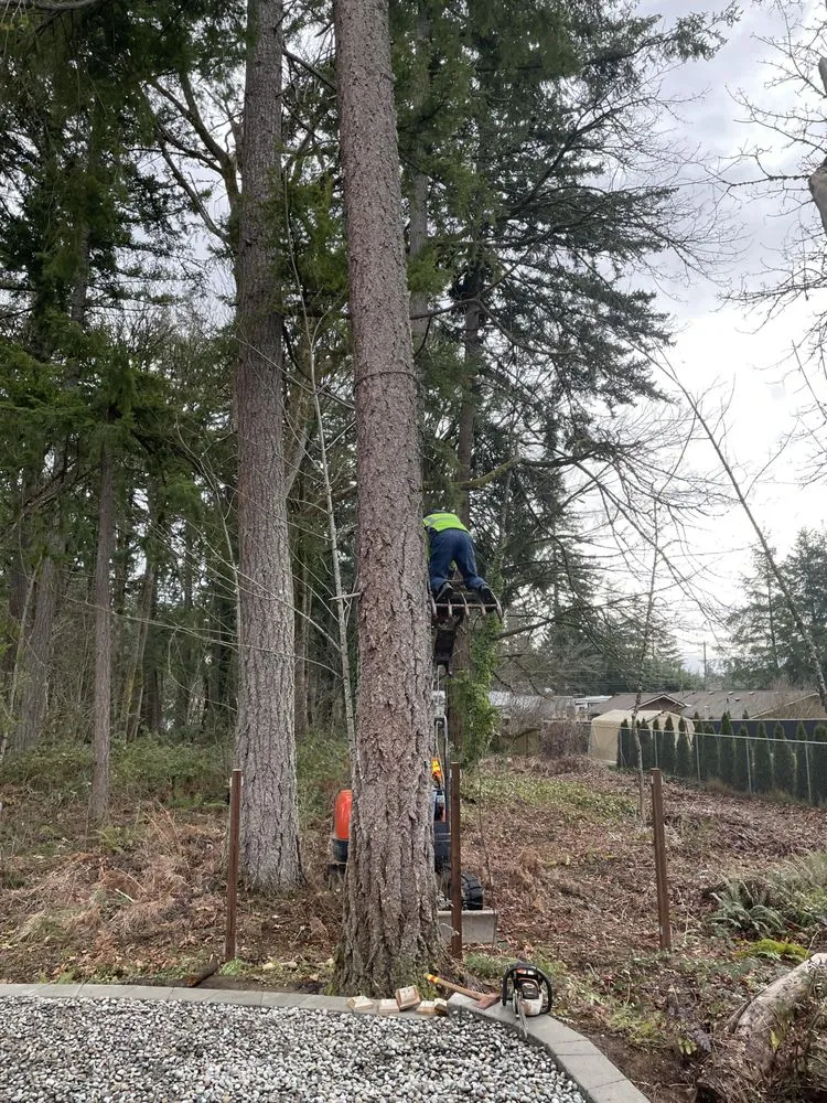 Slide of Shepherd's Tree Service and Excavation