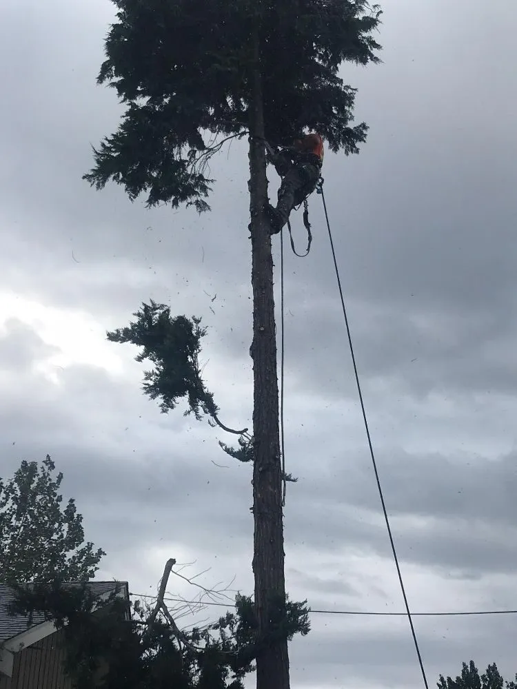 Slide of Shepherd's Tree Service and Excavation