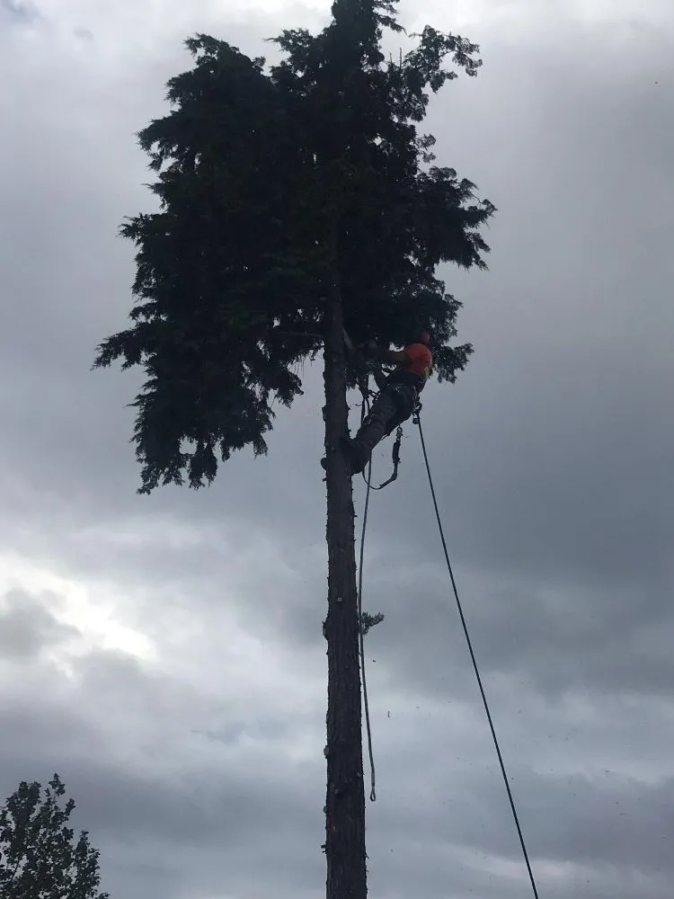 Slide of Shepherd's Tree Service and Excavation