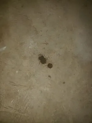 Silver Eagle Plumbing Logo