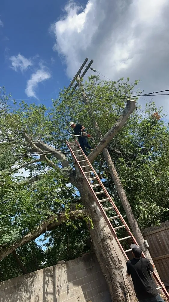 Slide of Sli Tree Trimming