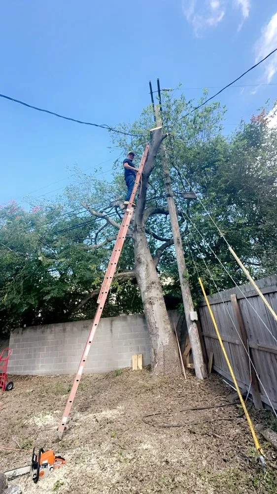 Slide of Sli Tree Trimming