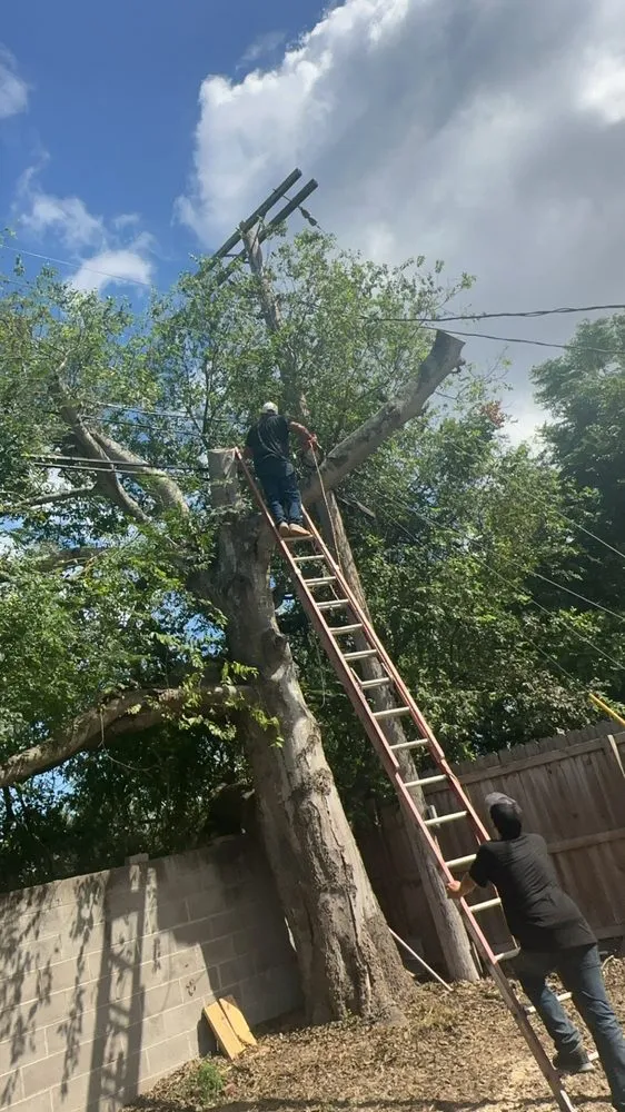 Slide of Sli Tree Trimming