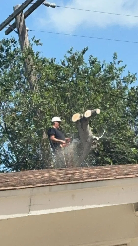 Slide of Sli Tree Trimming