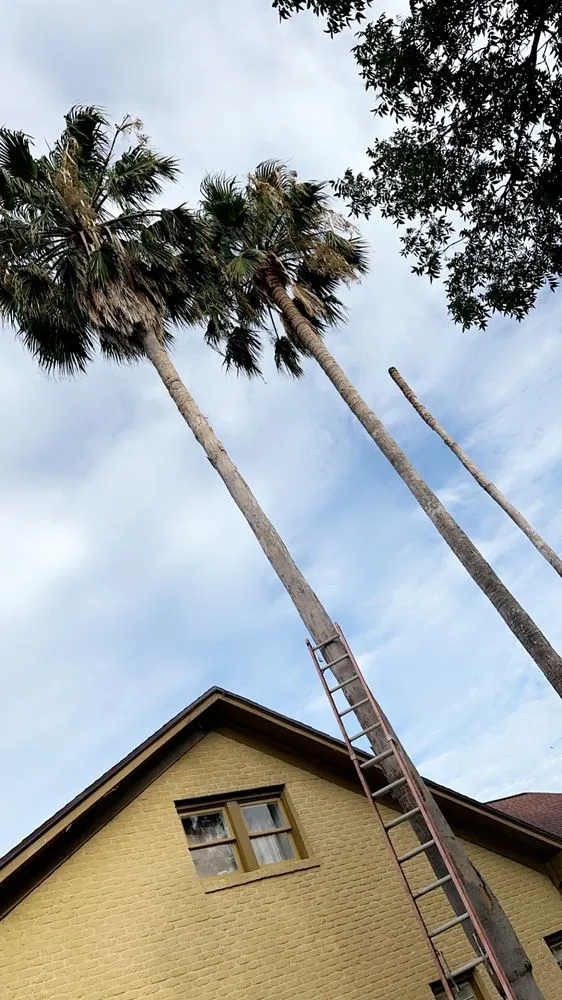 Slide of Sli Tree Trimming