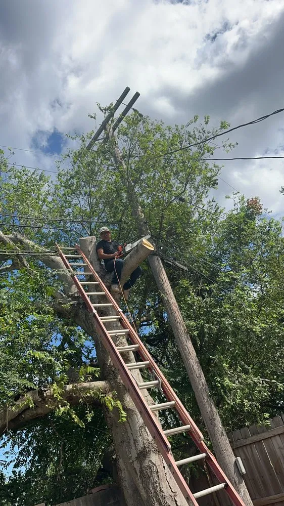 Slide of Sli Tree Trimming