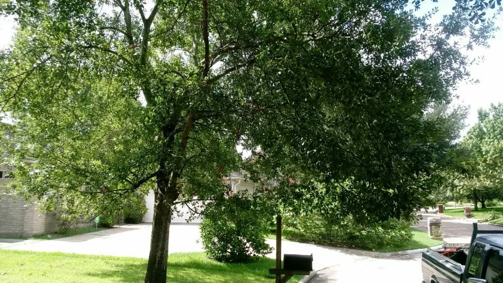 Slide of Solano Lawn Care