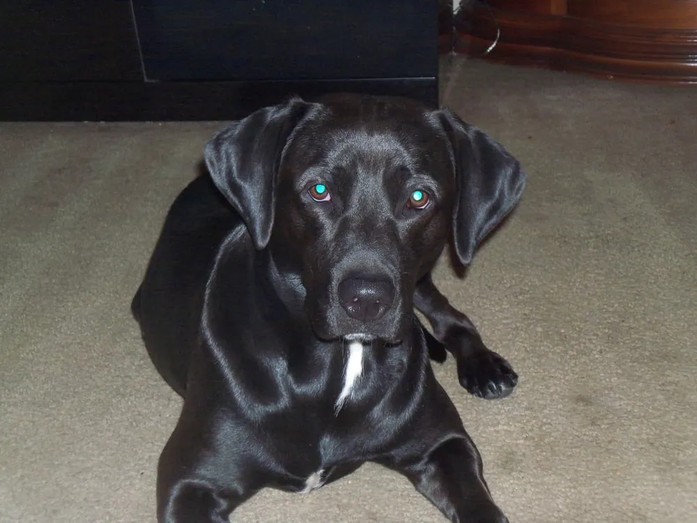 Top-rated pipe repair for homes in rainier, WA by Soos Creek Renovations