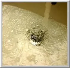 Slide of Speedy Rooter