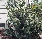 Slide of Stacey & Son Landscaping