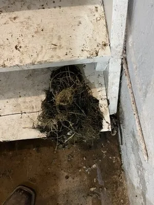 STL Pro Plumbing Logo