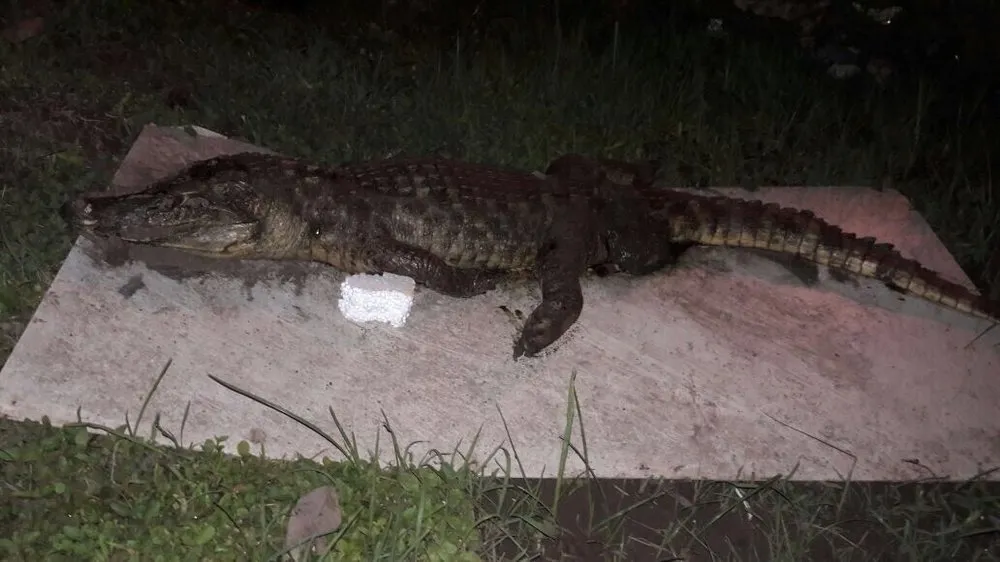 Slide of Stoppage Kings