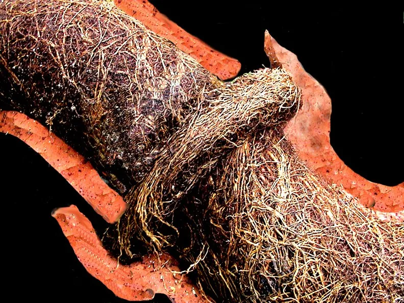 Slide of Surfside Plumbing and Rooter