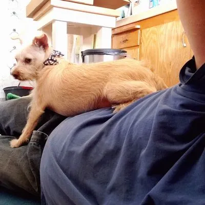 T Preisendorf Plumbing Logo