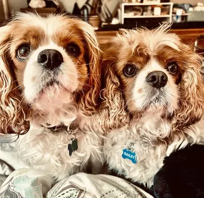 TCR Rooter & Plumbing Repair