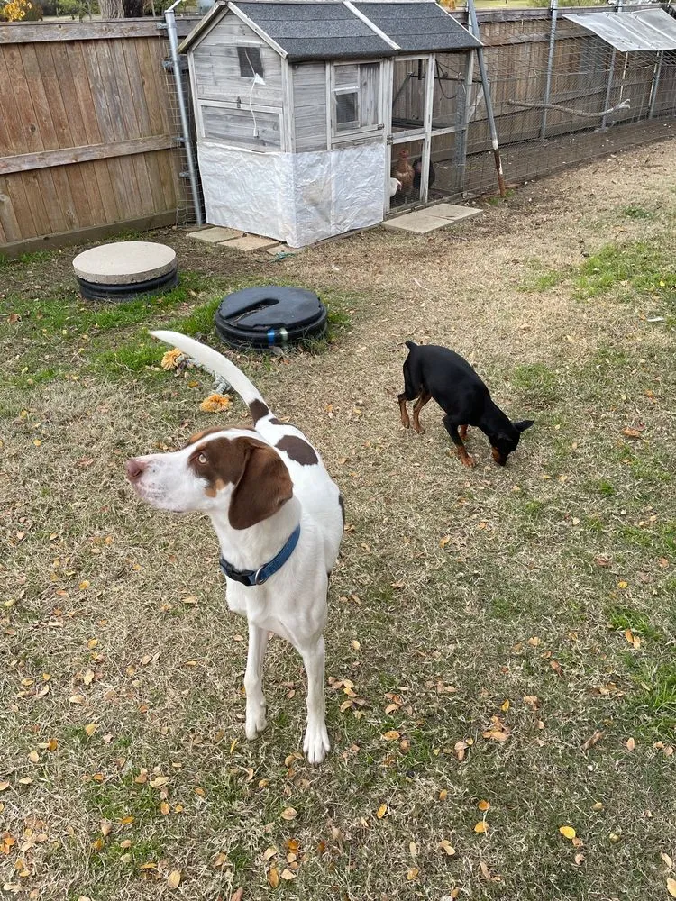 Slide of Texas Star Aerobic