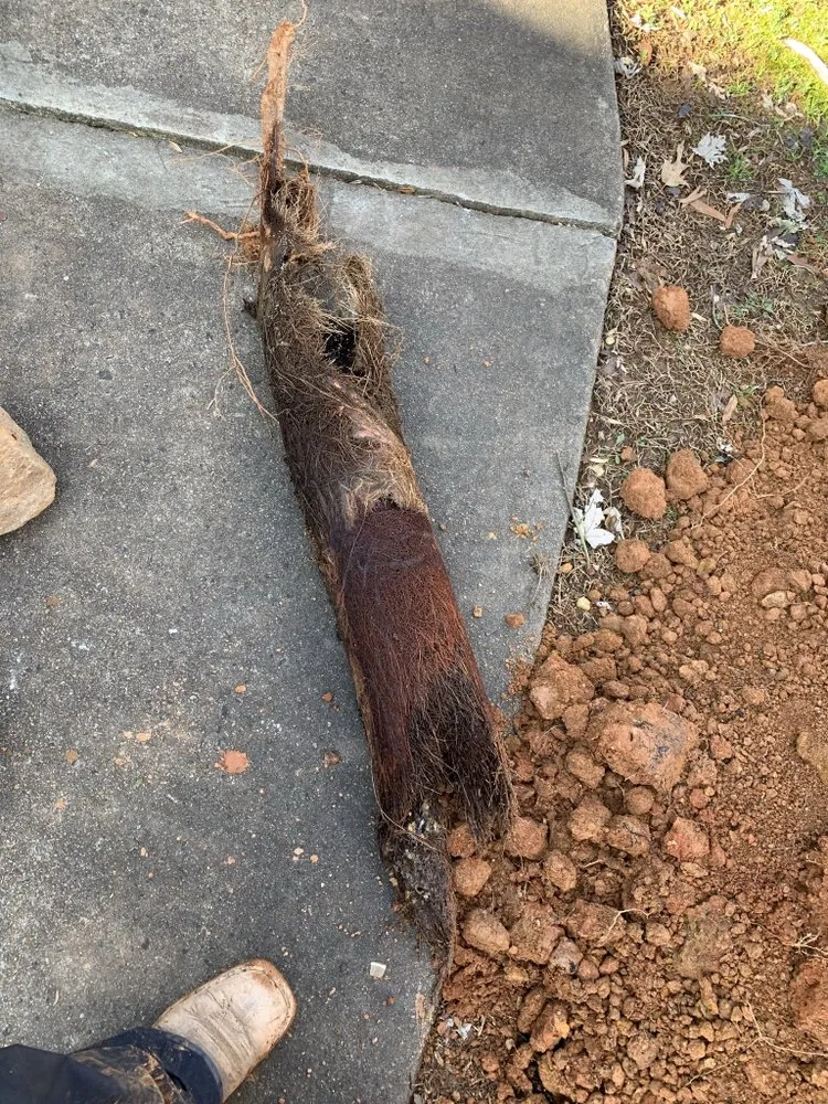 Slide of The Curly Headed Plumber