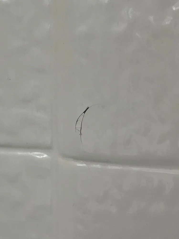 Slide of The Ding Doctor