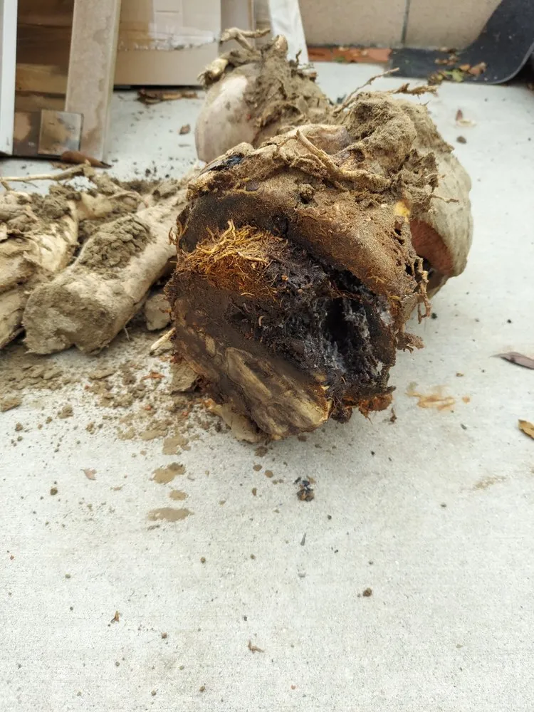 Slide of The Drain Doctor Pro