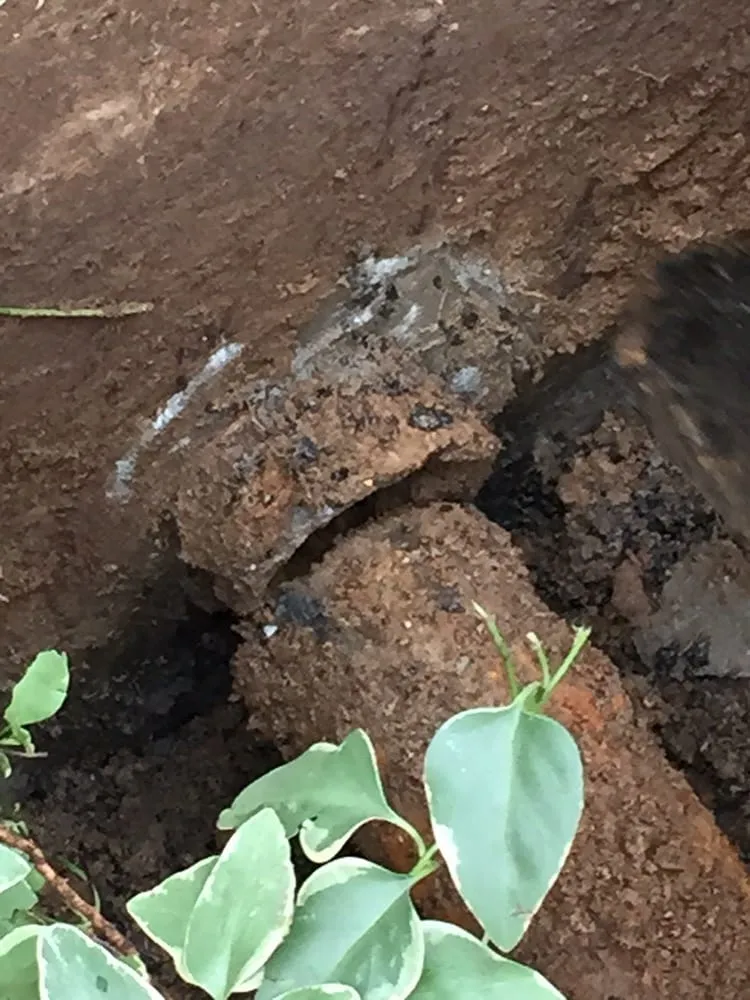 Slide of The Drain King