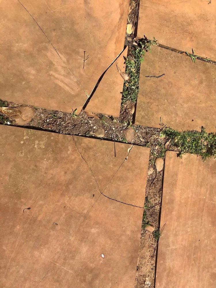 Slide of The Pink Plumber