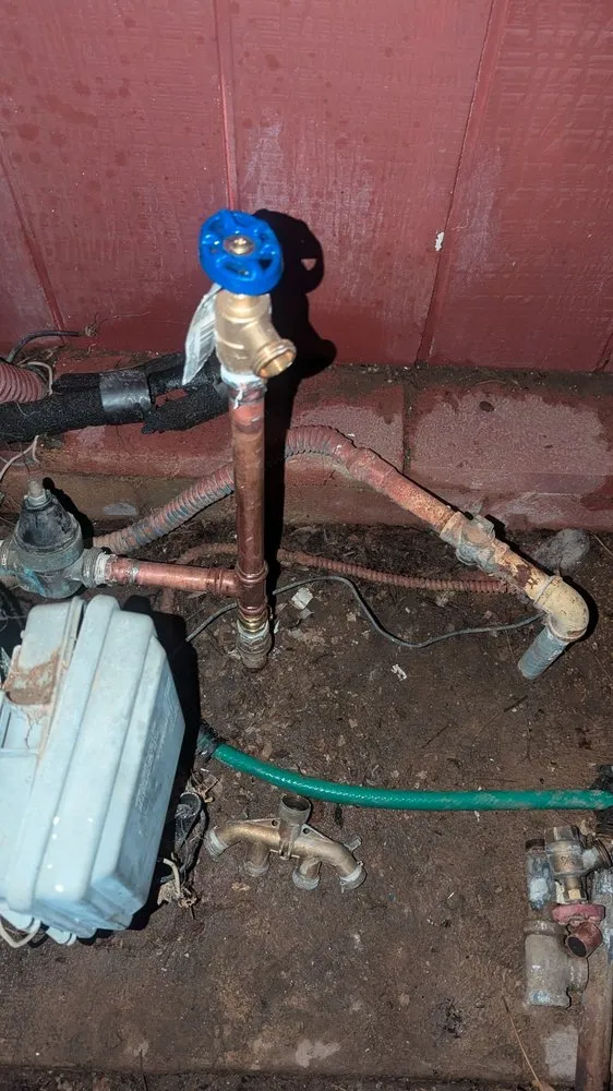 Slide of The Plumber Shark