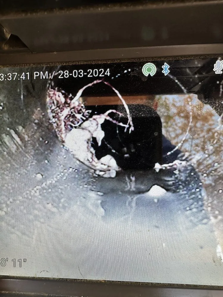 Slide of The Plumber Shark