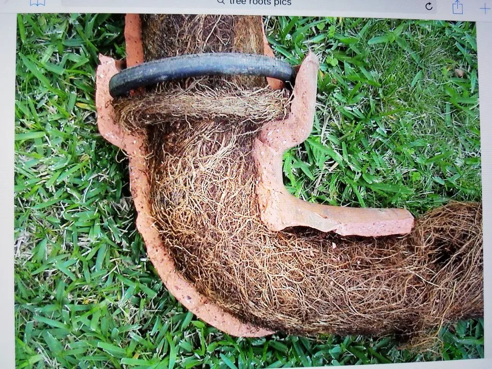 Slide of The Plumbing Surgeon