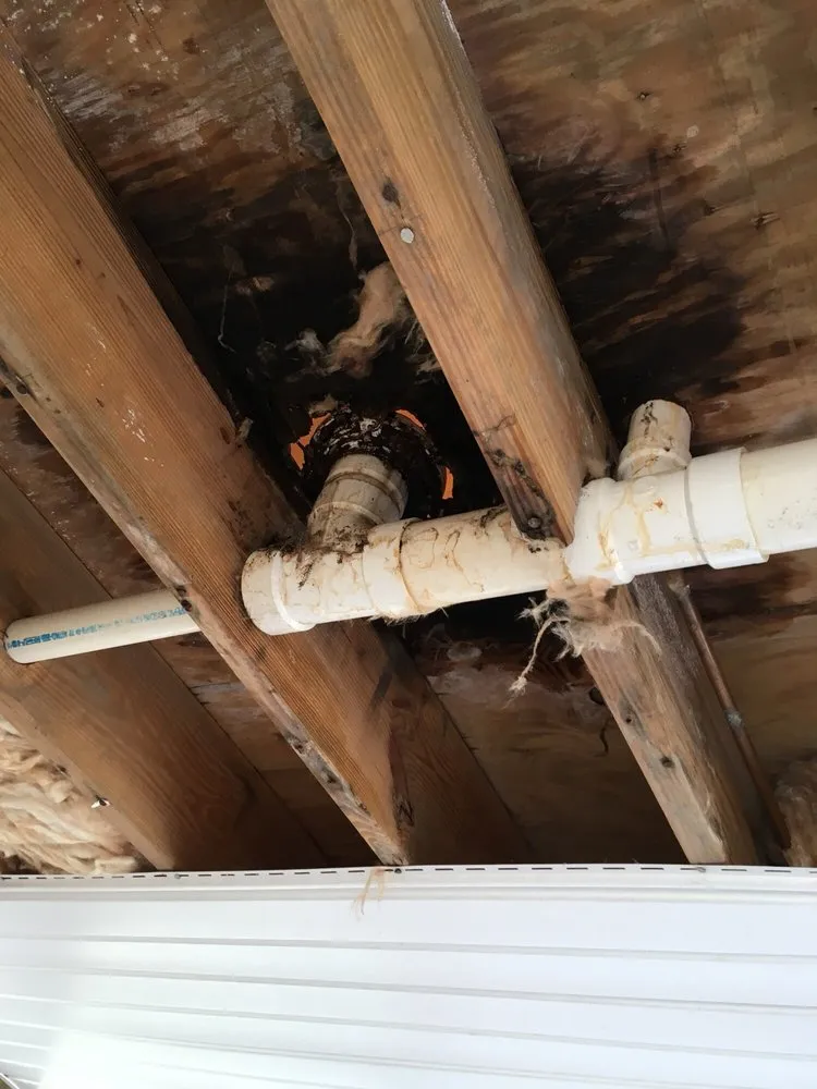 Slide of The Rooter Wizard