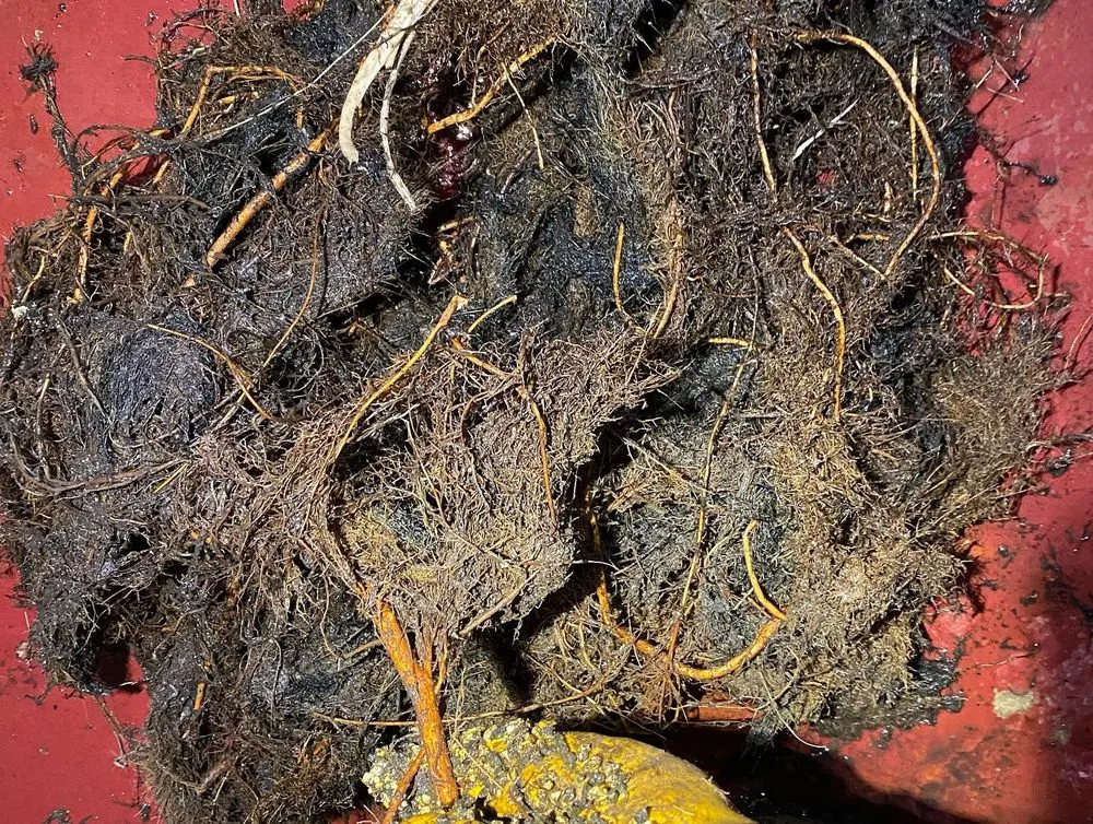 Slide of The Sewer Guys